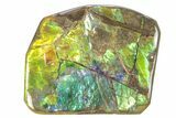 Iridescent Ammolite (Fossil Ammonite Shell) - Purples & Blues #265162-1